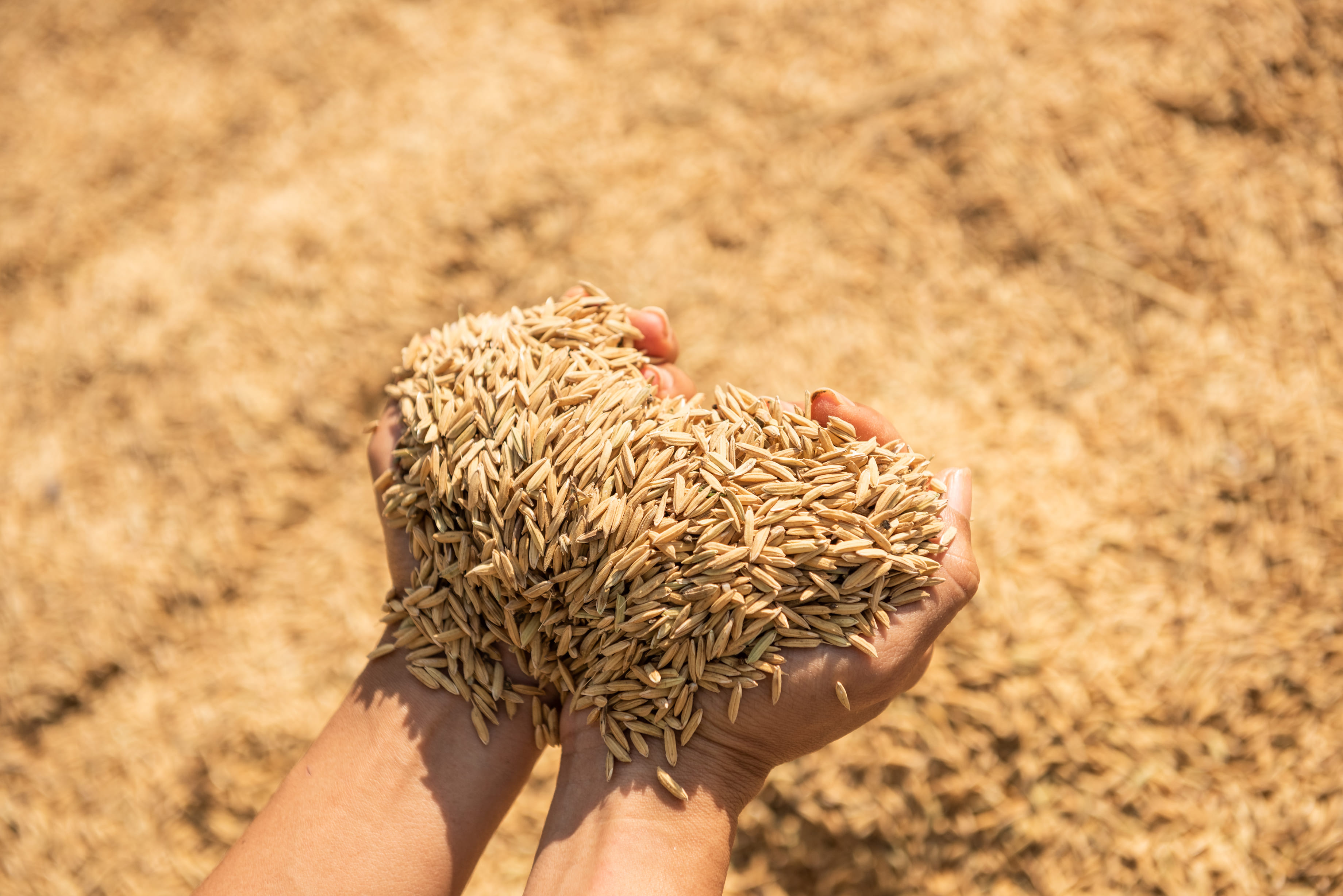 paddy-harvest-golden-yellow-paddy-hand-farmer-carrying-paddy-hand-rice