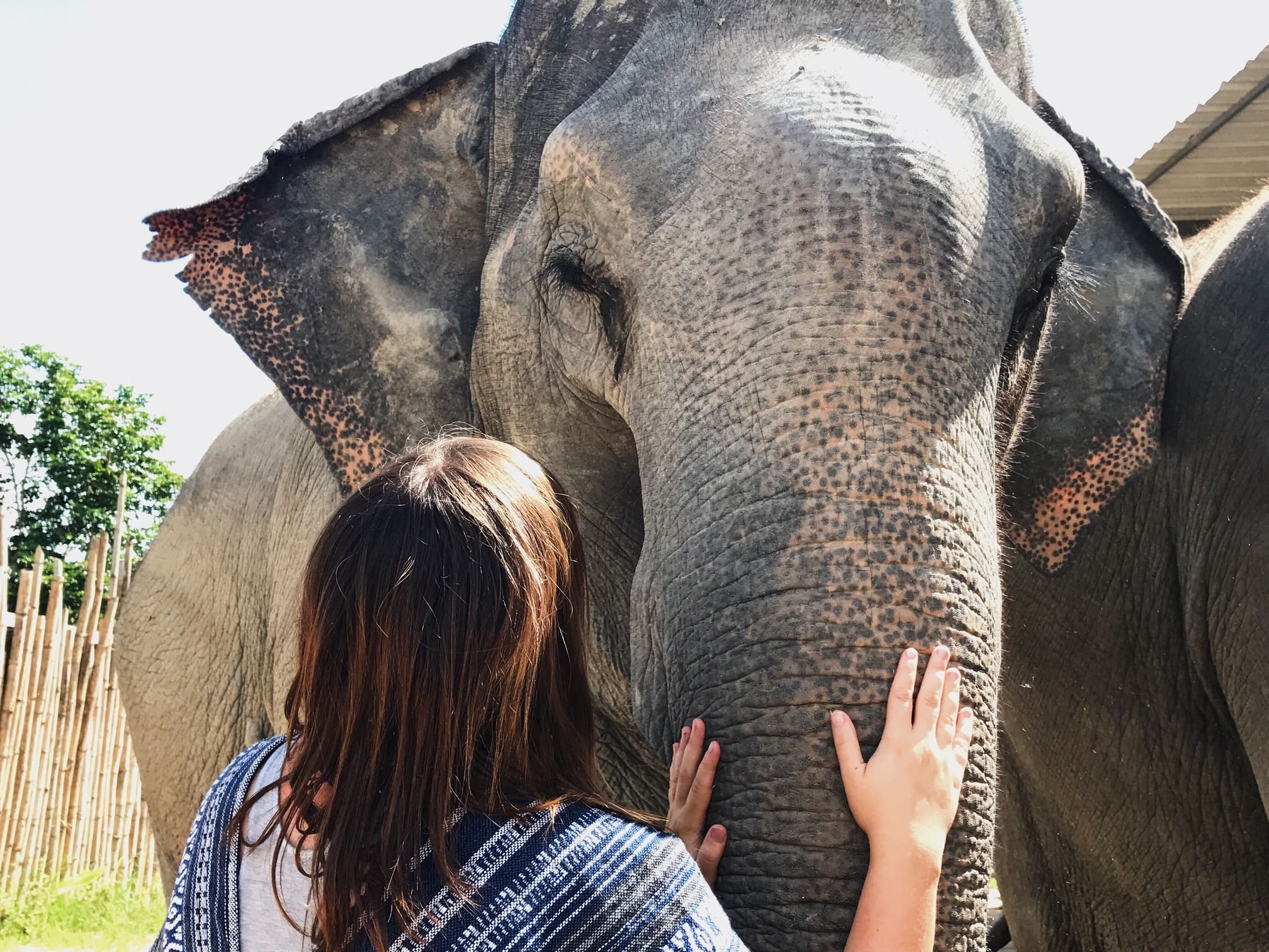 elephants-in-thailand-2022-03-06-15-18-28-utc